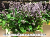 Mentha-Fresh-Sensation