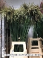 Miscanthus-Kattapulla