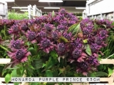 Monarda-Purple-Prince