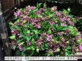 Monarday-Beauty-of-Cobham