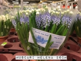 Muscari-Helena