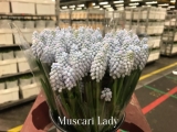 Muscari-Lady