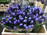 Muscari-Latifolium