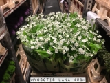 Myosotis-Lana