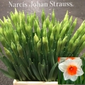 Narcia-Johan-Strauss
