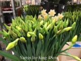 Narcis-Ice-King