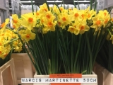 Narcis-Martinette