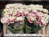 Nelken-Lady-Amiga