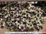 Nigella-Hispancia-Pro-Bund