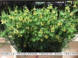 Nigella-Transformer-Früchte