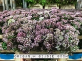 Origanum-Gijsie