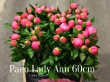 Paeo-Lady-Ann