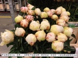 Paeonia-Dr.-Brethour
