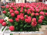Paeonia-Lorelei