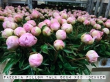 Paeonia-Pillow-Talk