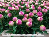 Paeonia-Pink-Jazz