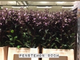 Penstemon