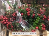 Pernettia