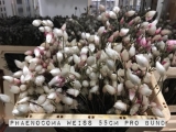 Phaenocoma-Weiss