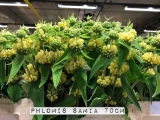 Phlomis-Samia