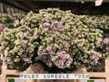 Phlox-Aureole