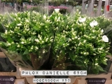 Phlox-Danielle