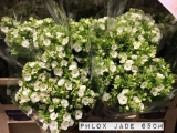 Phlox-Jade