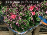 Phlox-Orange-Perfection