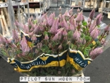 Ptilot-Sun-Moon