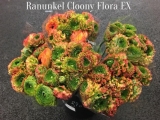 Ranukeln-Clonny-Flora-
