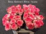 Rosa-Abstract-