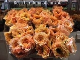 Rosa-Caraluna