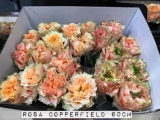 Rosa-Copperfield