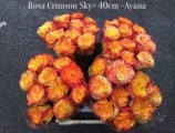 Rosa-Crimson-Sky