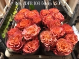 Rosa-DFR-103