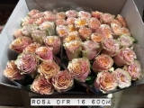 Rosa-DFR-16