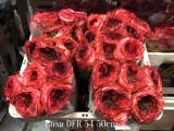 Rosa-DFR-54