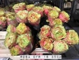 Rosa-DFR