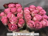 Rosa-EQ-Ginette