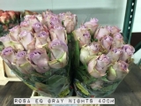 Rosa-EQ-Gray-Nights