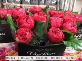 Rosa-Frozen-Summerhouse