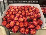 Rosa-Hurricane-