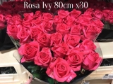 Rosa-Ivy