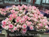 Rosa-Kate-Lynn