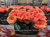 Rosa-Kensin-Gardens