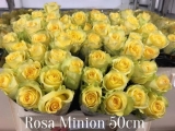 Rosa-Minion