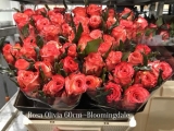 Rosa-Olivia