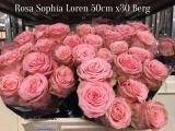 Rosa-Sophia-Loren