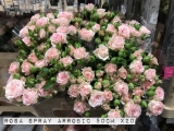Rosa-Spray-Arrobic