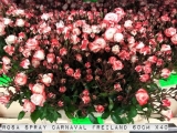 Rosa-Spray-Carnaval-Freiland